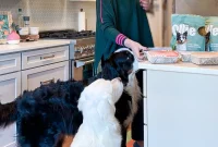 Why Making the Switch to Fresh Food Transformed Our Dogs