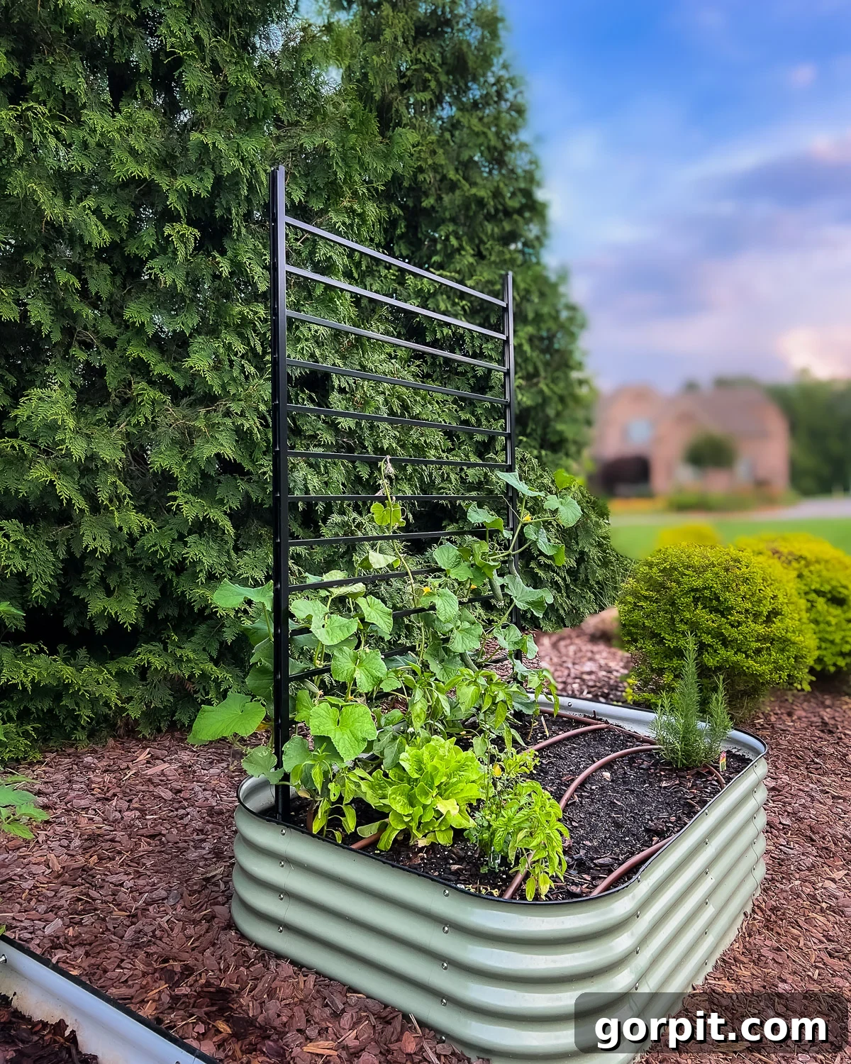 featured 64458