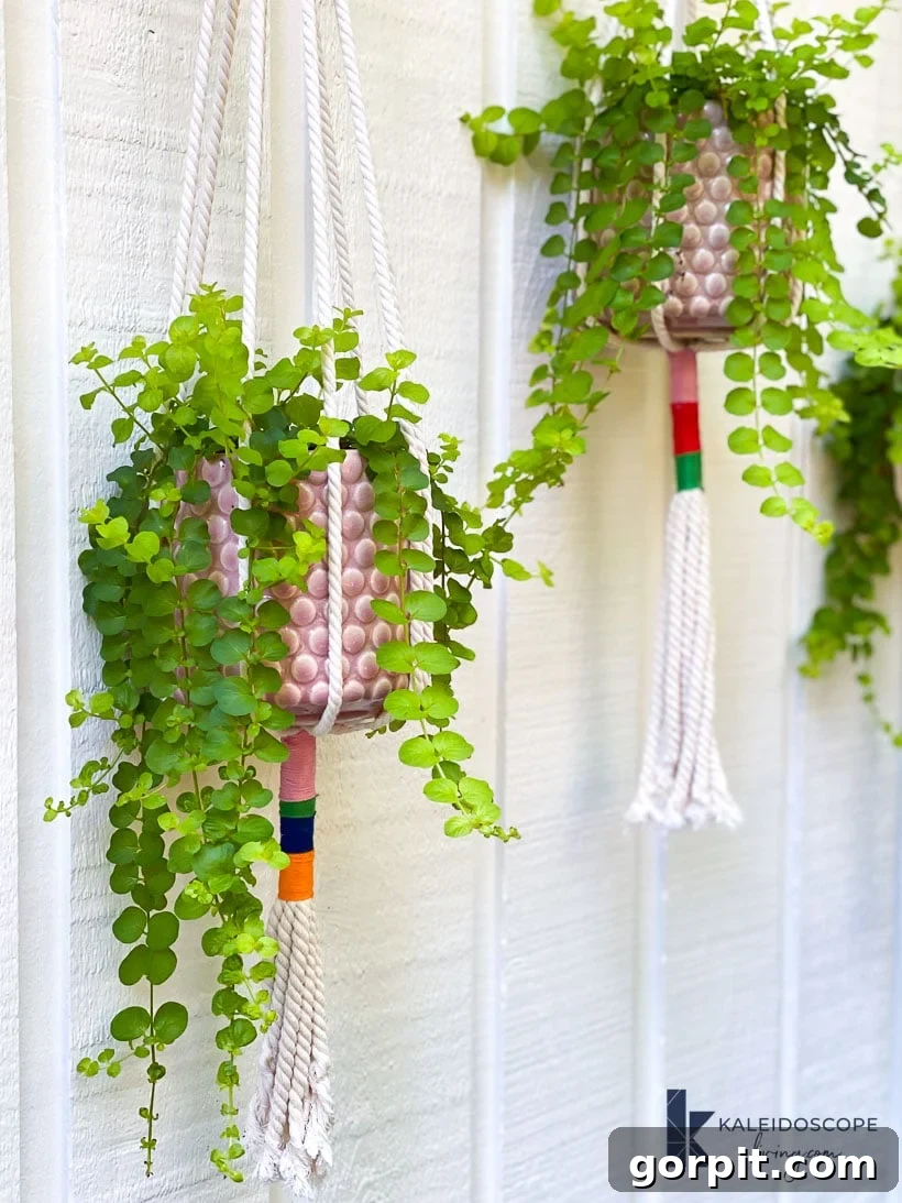 close-up of plants in macrame hangers