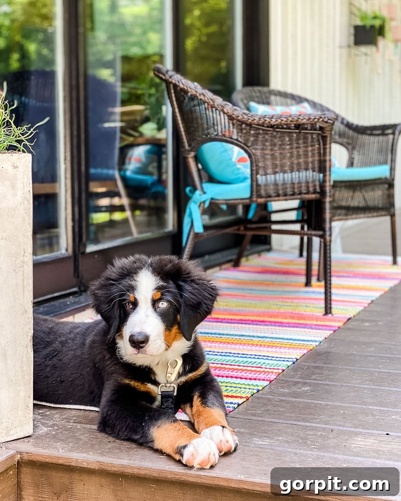 A Burst of Summer: My Colorful Home Unveiled 2 Vibrant outdoor rug anchors a cozy backyard sitting area with colorful decor, perfect for summer family time.