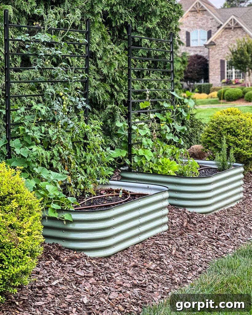 Three beautiful green Vego garden beds thriving in a meticulously mulched residential garden, showcasing healthy plant growth and organized design.