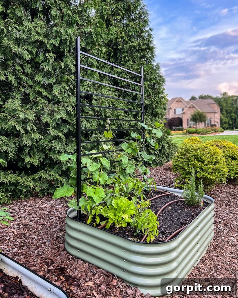 A vibrant Vego raised bed featuring a stylish DIY black iron trellis, providing sturdy support for climbing vegetables and enhancing the garden's modern aesthetic.