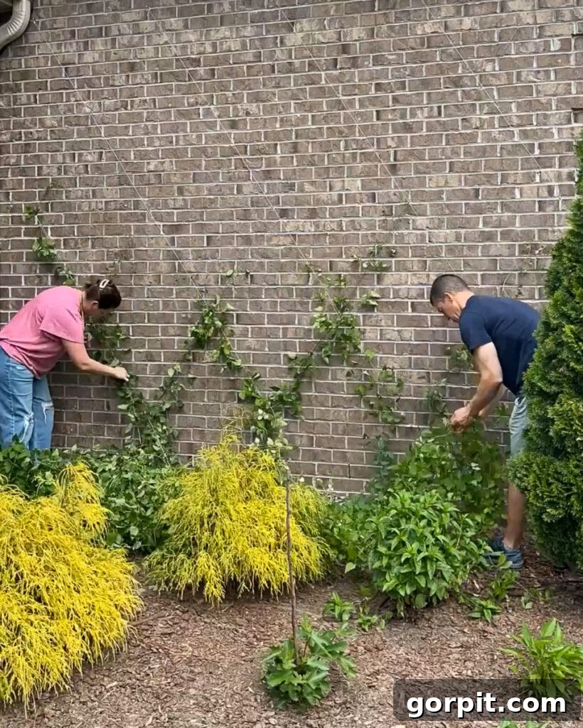 man and woman training Clematis vine on DIY wire trellis on brick home