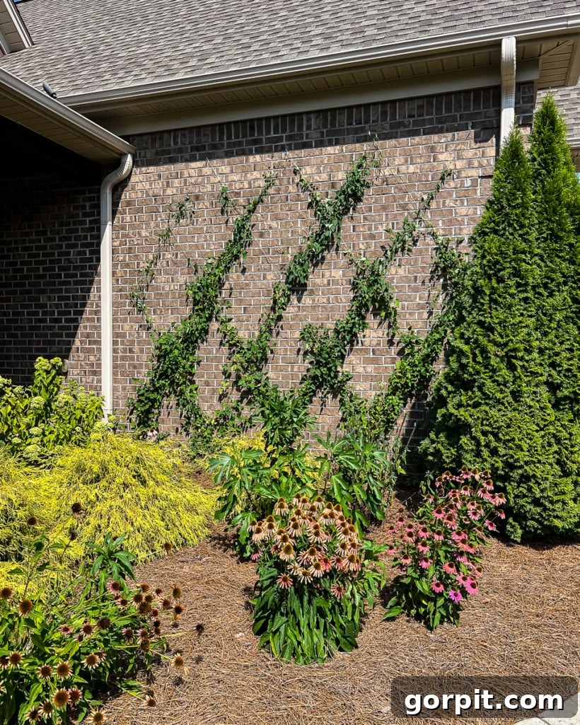 diy wire trellis with Clematis vine on brown brick house