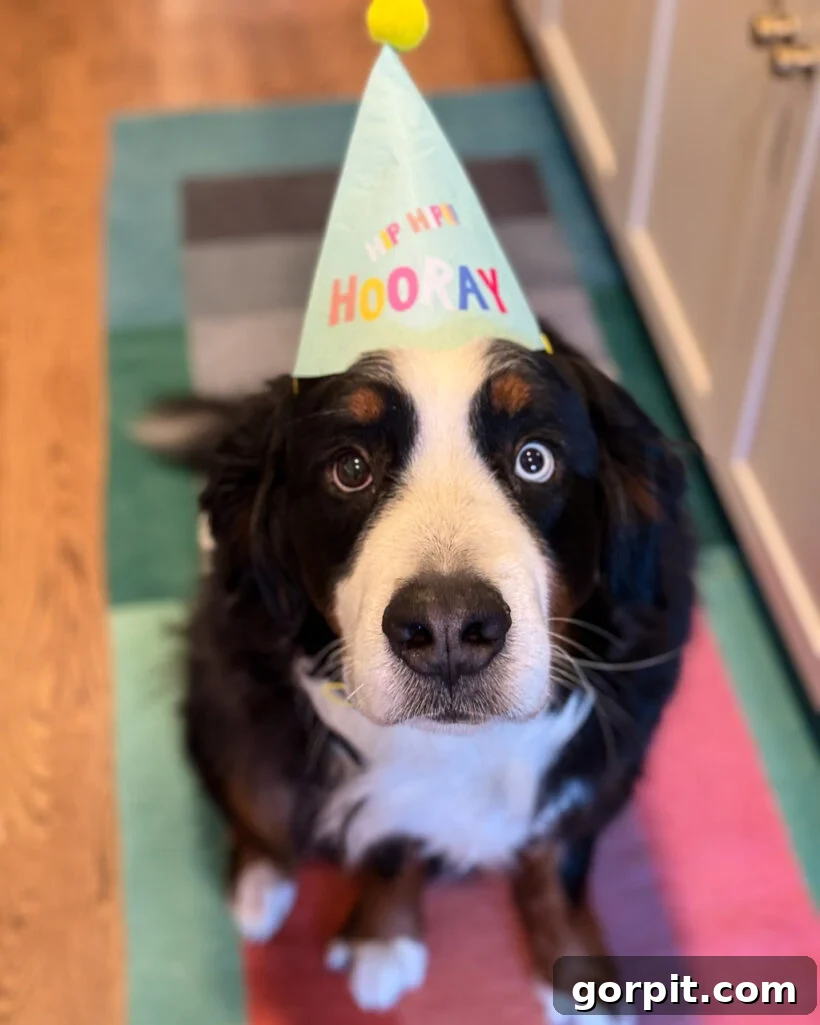 Bernese Mountain Dog with birthday hat on