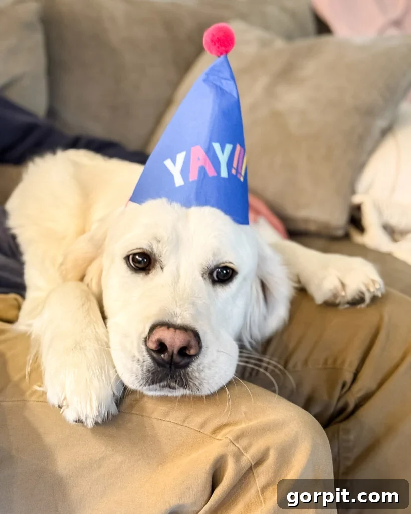 English Cream Golden Retriever with birthday hat on