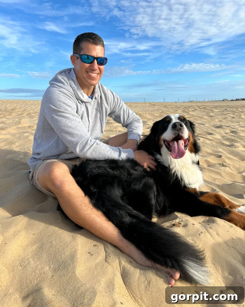 man on beach with Bernese Mountain Dog