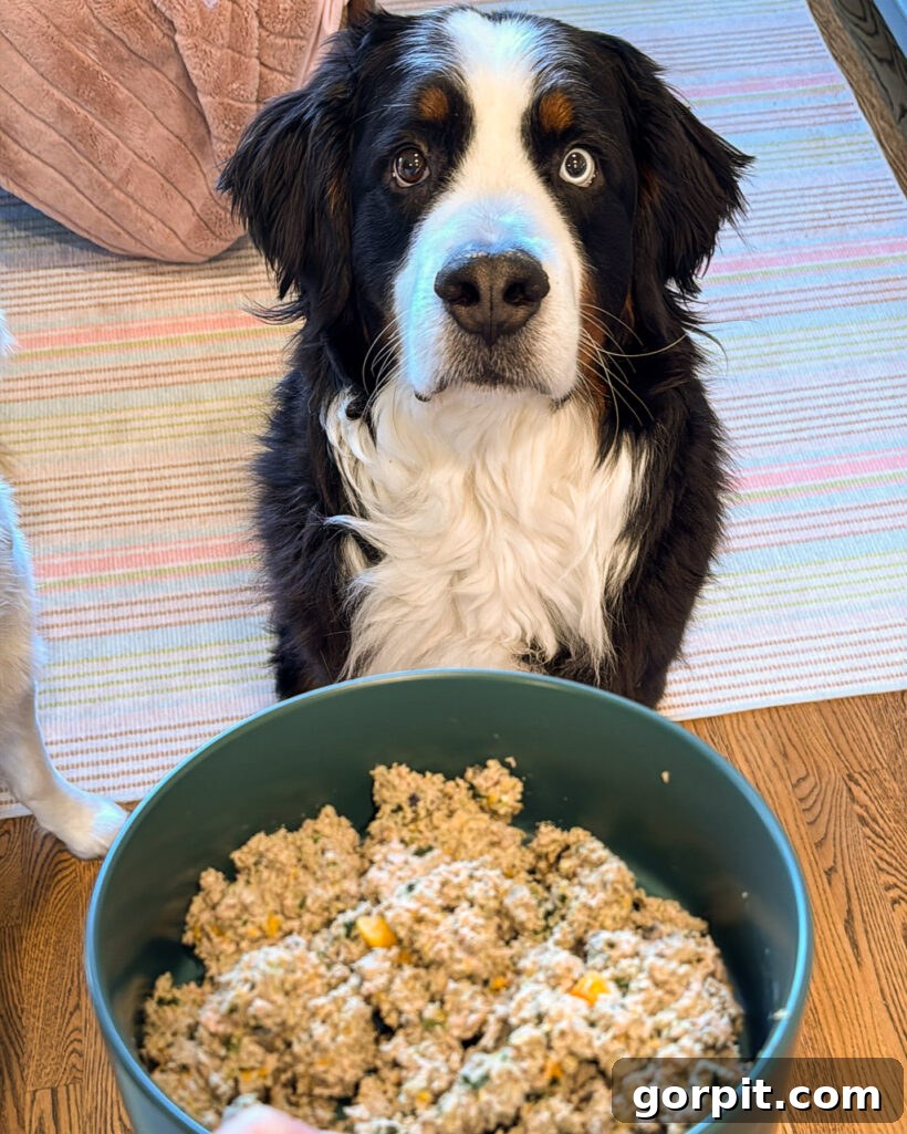 Bernese Mountain Dog waiting for fresh Ollie dog food to be served