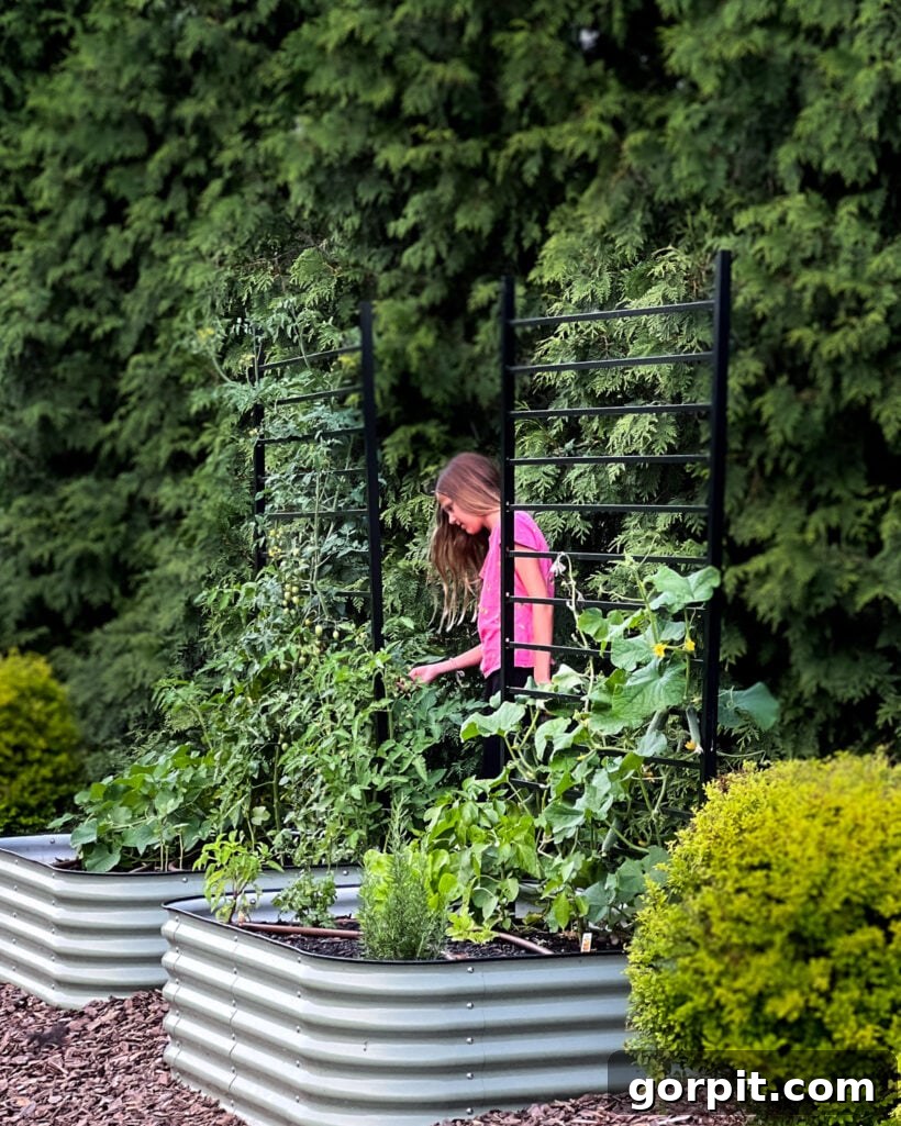 A wide shot showcasing multiple Vego garden beds, each enhanced with a sturdy, modern black DIY trellis, surrounded by vibrant plants in a flourishing garden setting.