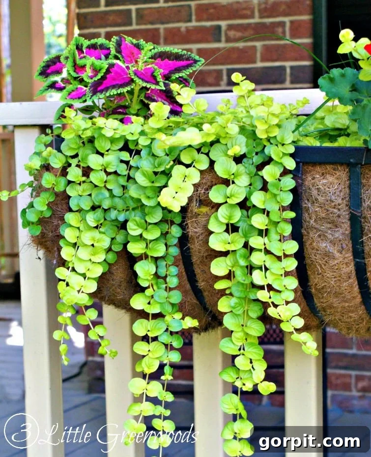 MUST read post for choosing The Easiest and Best Plants for Hanging Baskets! Fabulous Ideas for Curb Appeal
